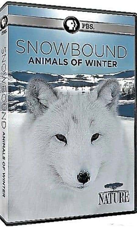 PBS纪录片《冰雪大地：冬季生灵 / Nature Snowbound Animals of Winter》全集-高清完整版网盘迅雷下载