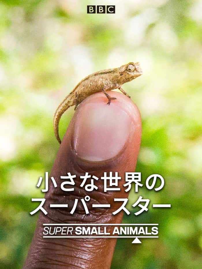 BBC纪录片《袖珍动物 / Super Small Animals / 迷你动物奇兵》全集-高清完整版网盘迅雷下载