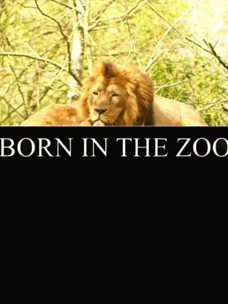 纪录片《在动物园出生 / Born in the zoo》全集-高清完整版网盘迅雷下载