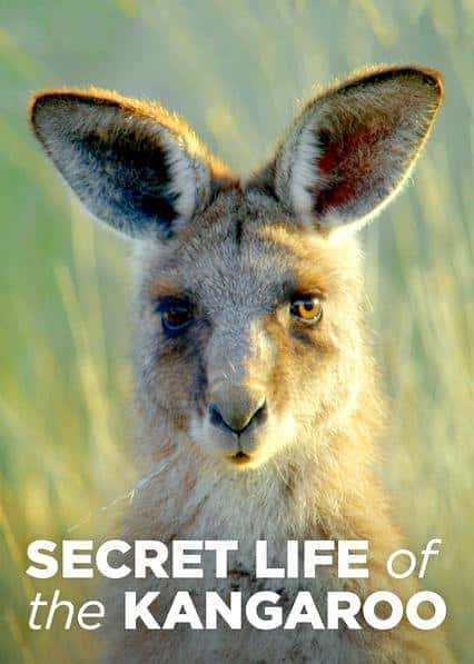 PBS纪录片《袋鼠的秘密生活 第一季 Secret Life of the Kangaroo》全集[720P][有字幕][网盘]