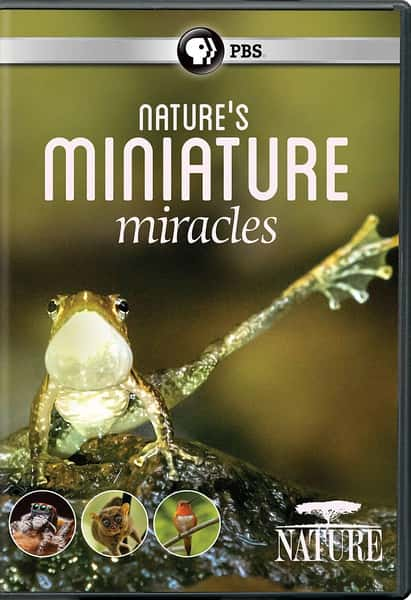 PBS纪录片《大自然：自然界的微型奇迹 / Natural World:Nature's Miniature miracles》全集-高清完整版网盘迅雷下载