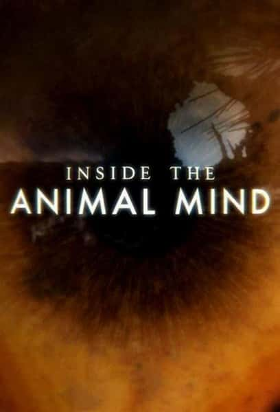 BBC纪录片《动物心智 Inside the Animal Mind》全集[720P][有字幕][网盘]