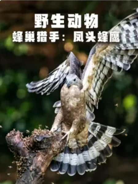 NHK纪录片《野生动物：蜂巢猎手 - 凤头蜂鹰 / WILDLIFE Hive Hunters-Oriental Honey Buzzards》全集-高清完整版网盘迅雷下载