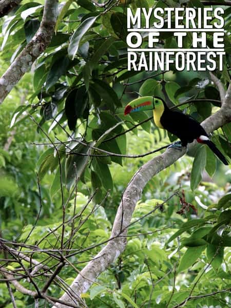 纪录片《热带雨林的奥秘 / Mysteries of the Rainforest》全集-高清完整版网盘迅雷下载