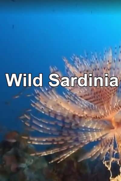 [] Ұ / Wild Sardinia-Ѹ