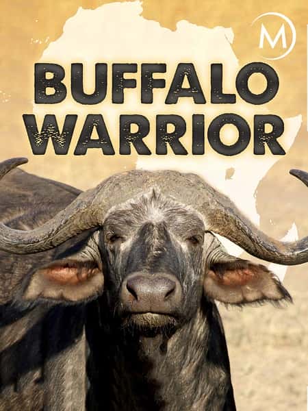 国家地理纪录片《水牛战士 / Buffalo Warrior》全集-高清完整版网盘迅雷下载