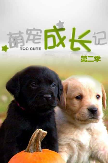 纪录片《萌宠成长记 全2季 Too Cute! Season 2》全集[720P][有字幕][网盘]