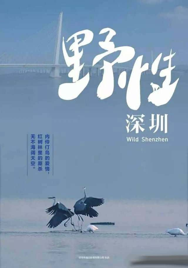 纪录片《野性深圳》全集[720P][有字幕][网盘]