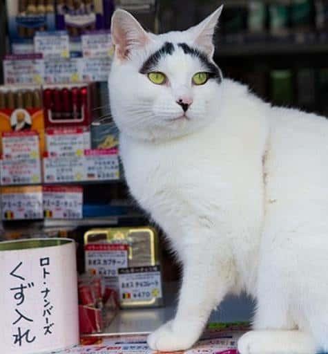 纪录片《传说中的赐福猫与商业街 ドキュメント72時間 ウワサの猫と商店街》全集[720P][有字幕][网盘]