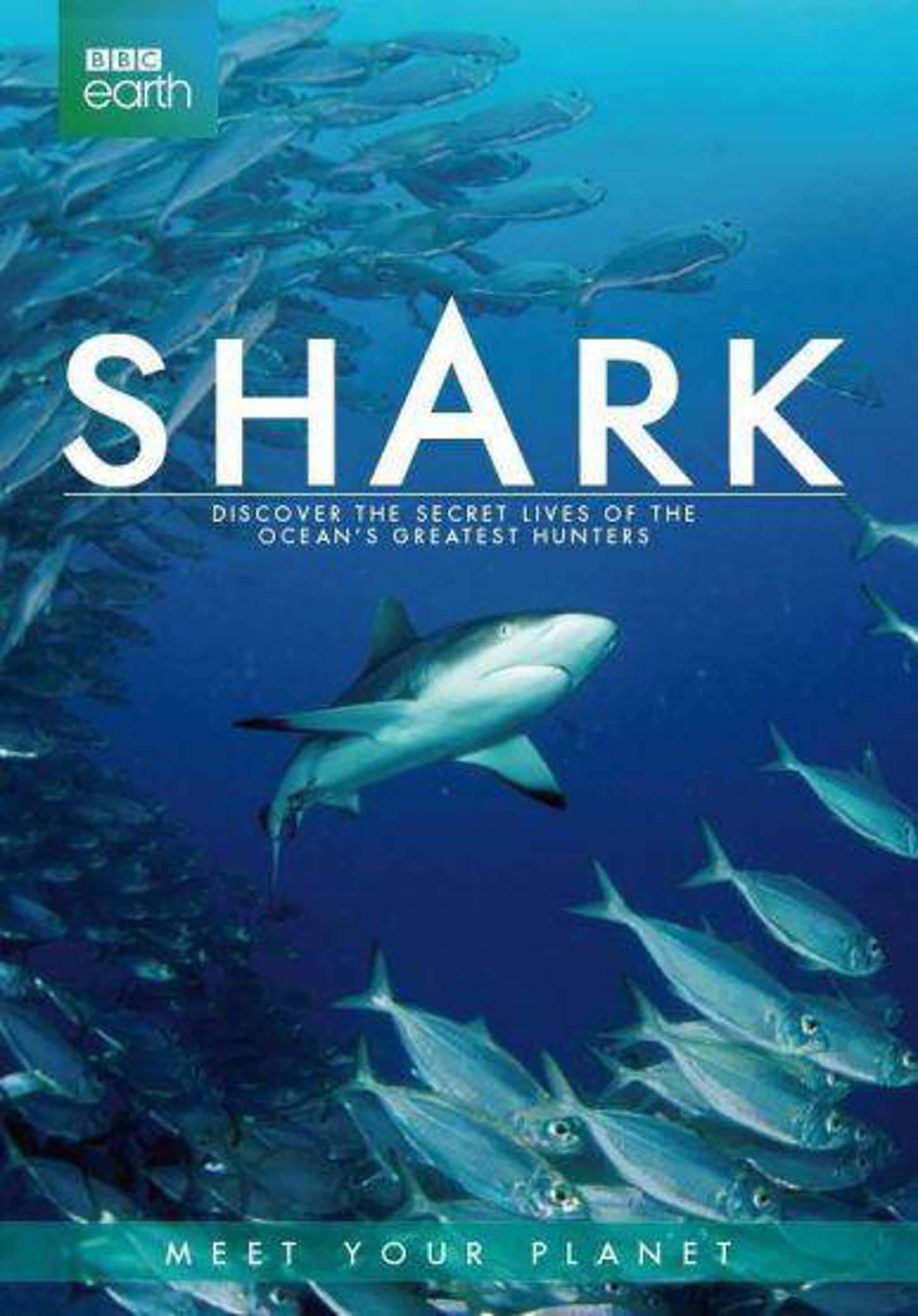 纪录片《鲨鱼 / Shark》全集-高清完整版网盘迅雷下载