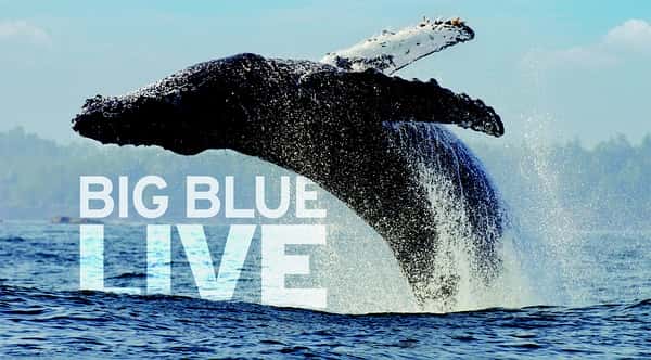 纪录片《深蓝海洋 / Big Blue Live》全集-高清完整版网盘迅雷下载