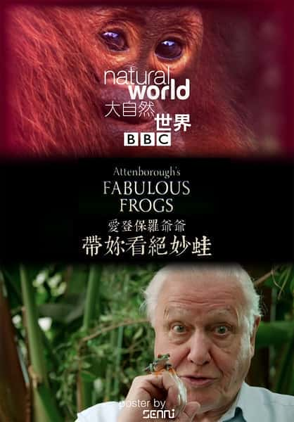 [BBC] 大自然：爱登保罗爷爷带你看绝妙的蛙 / Nature: Attenborough's Fabulous Frogs-纪录片资源1080P/720P/360P高清标清网盘迅雷下载