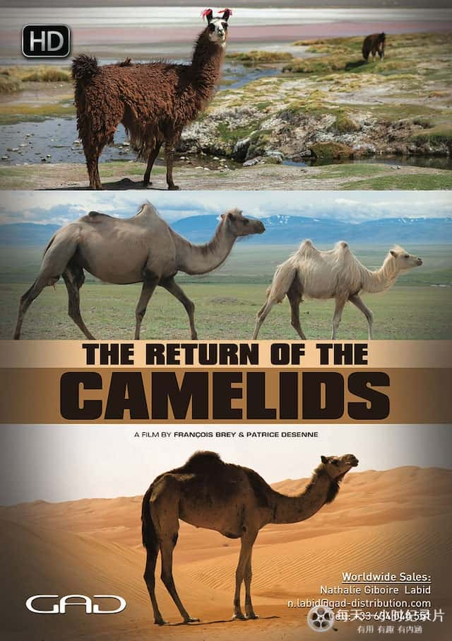 [] һĻع / The Return Of The Camelids-Ѹ