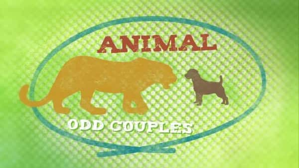 [BBC] صĶ / Animal Odd Couples-Ѹ