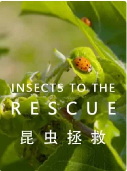 []  / INSECTS TO THE RESCUE-Ѹ