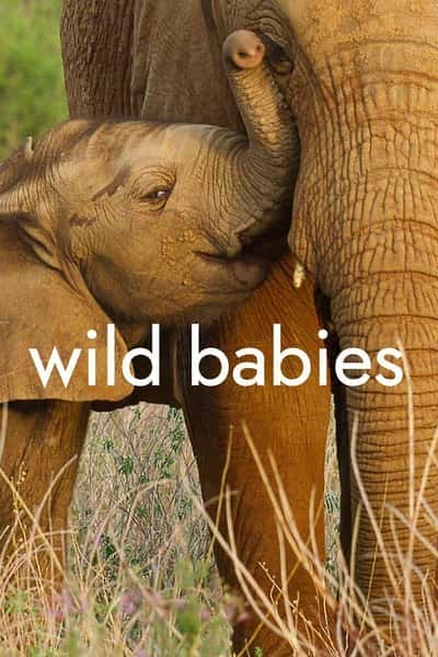 [国家地理] 野生动物宝宝 第一季 / Wild Babies Season 1-纪录片资源1080P/720P/360P高清标清网盘迅雷下载