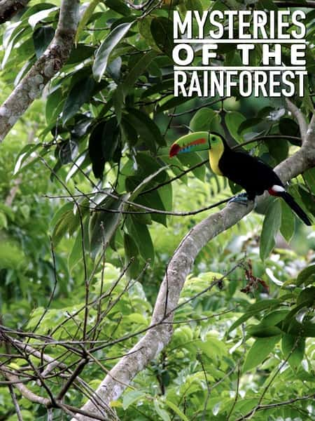 [Smithsonian] 热带雨林的奥秘 / Mysteries of the Rainforest-纪录片资源1080P/720P/360P高清标清网盘迅雷下载