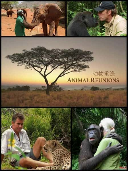 [PBS] 动物重逢 / Nature: Animal Reunions-纪录片资源1080P/720P/360P高清标清网盘迅雷下载