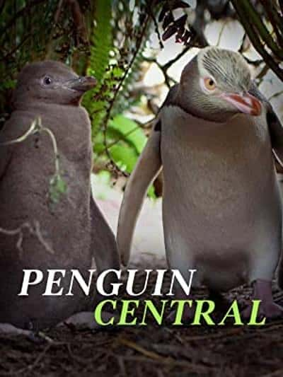 [国家地理] 探秘企鹅王国 / Penguin Central-纪录片资源1080P/720P/360P高清标清网盘迅雷下载