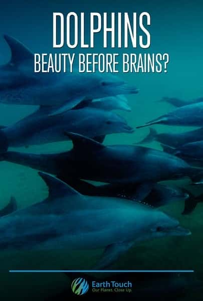 [其他] 海豚的美丽与智慧 / Dolphins: Beauty Before Brains-纪录片资源1080P/720P/360P高清标清网盘迅雷下载