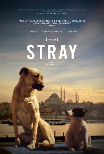 [其他] 在迷途 / Stray-纪录片资源1080P/720P/360P高清标清网盘迅雷下载