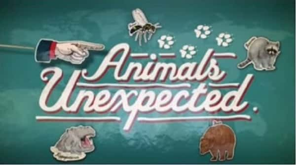 [BBC] ڶĶ / Animals Unexpected-Ѹ