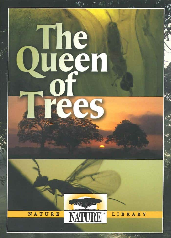 [PBS] ֮Ů / The Queen of Trees-Ѹ