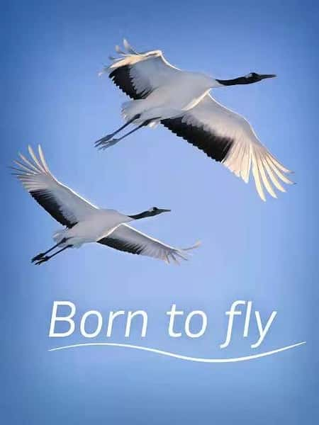 [CCTV]  / Born to Fly-Ѹ