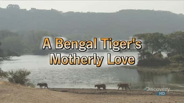 [国家地理] 孟加拉虎的母爱 / A Bengal Tiger's Motherly Love-纪录片资源1080P/720P/360P高清标清网盘迅雷下载