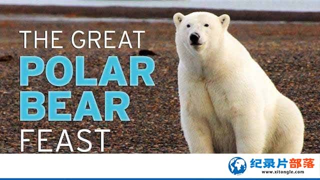 PBSҰ¼Ƭܵʢ The Great Polar Bear Feastȫ1-Ѹ