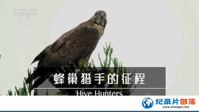 NHK¼Ƭ䳲ֵ Hive Hunters:Oriental Honey Buzzardsȫ1-Ѹ