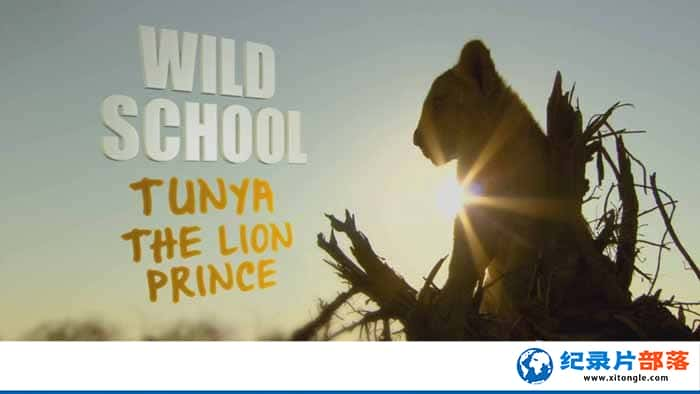 BBCȻ̬¼ƬҰѧУ Wild Schoolȫ6-Ѹ