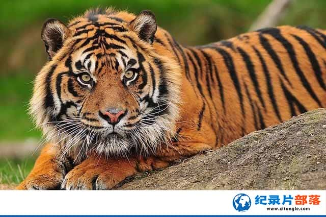 BBC޼¼ƬŴ Sumatras Last Tigerȫ6-Ѹ