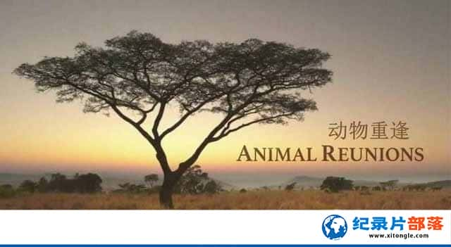 PBSȻ̬¼Ƭ붯ط Animal Reunionsȫ3-Ѹ