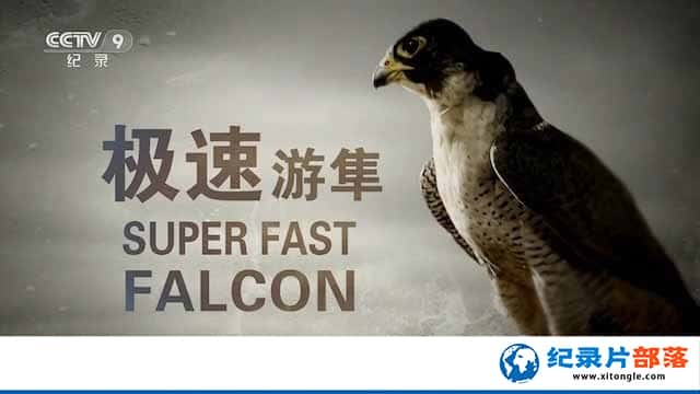 BBCݼ¼Ƭ Super Fast Falconȫ1-Ѹ