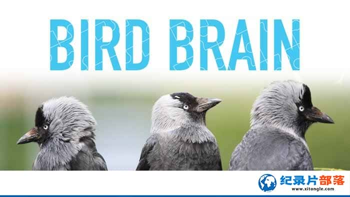 PBSо¼Ƭ Bird Brainȫ1-Ѹ