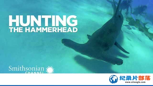 Ӻ¼Ƭ̽޹˫ Hunting the Hammerheadȫ1-Ѹ