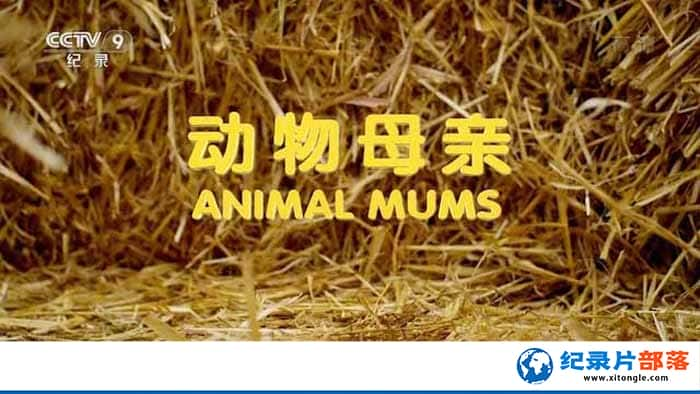 ӶΪо¼Ƭĸ Animal Mumsȫ3-Ѹ