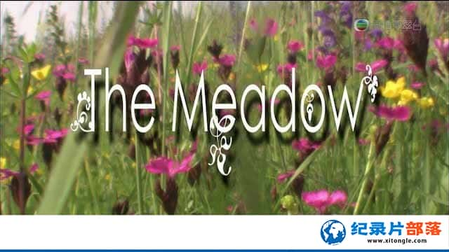 Ȼ̬¼ƬͲԭ The Meadowȫ1  վ-Ѹ