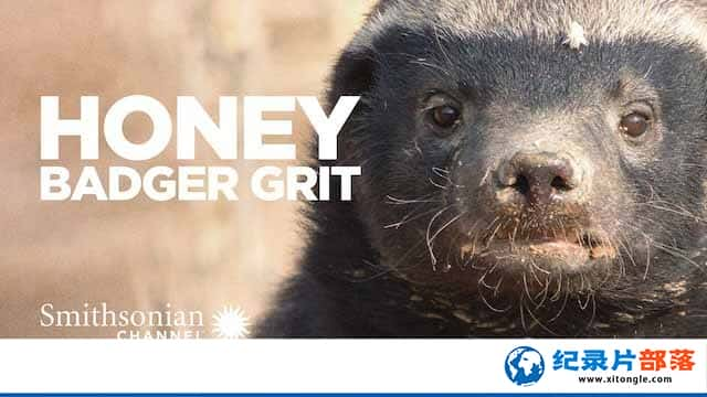 ¼Ƭս Grit:Honey Badger Tough-