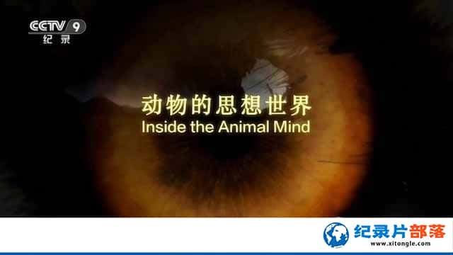 ¼Ƭ˼ Inside the Animal Mind-
