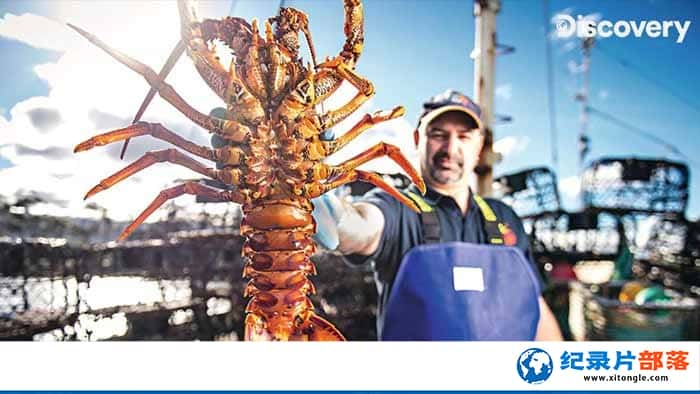 ¼Ƭ޲Ϻ Aussie Lobster Men-