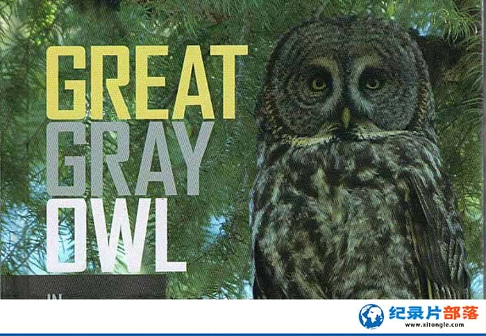 ¼Ƭ׷֣^ Acoustic Predators Great Gray Owls-