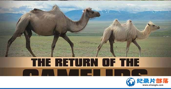 ¼ƬһĻع The Return Of The Camelids-