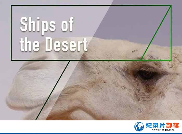 ¼ƬɳĮ֮ Ships of the Desert-