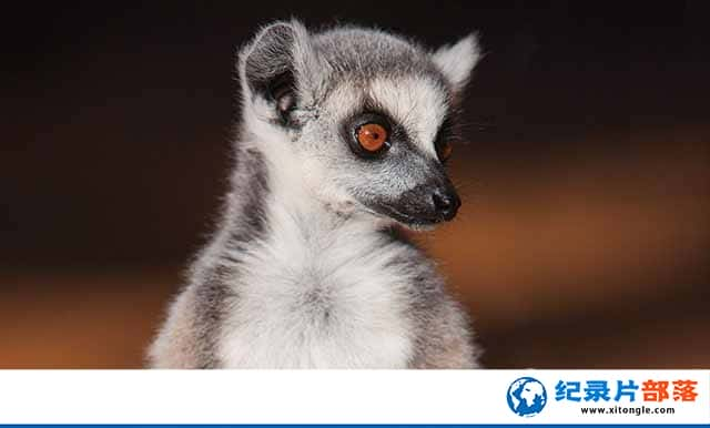 ¼Ƭﵺ the Lemurs Island-