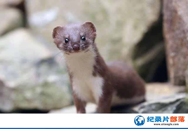 ¼Ƭǿη Weasels: Feisty and Fearless-