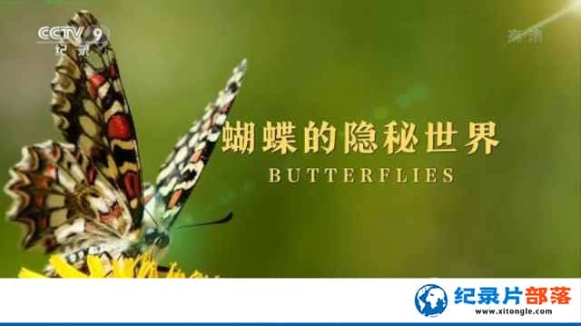 ¼Ƭ Butterflies-