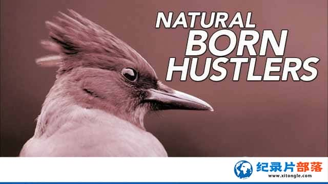 ¼Ƭƭͽ Natural Born Hustlers-