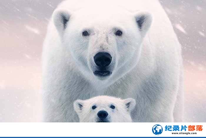 ¼Ƭ Polar Bear-